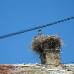 crow nest on chimney crow nest on chimney